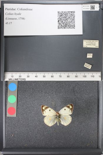 Media type: image;   Entomology 124663